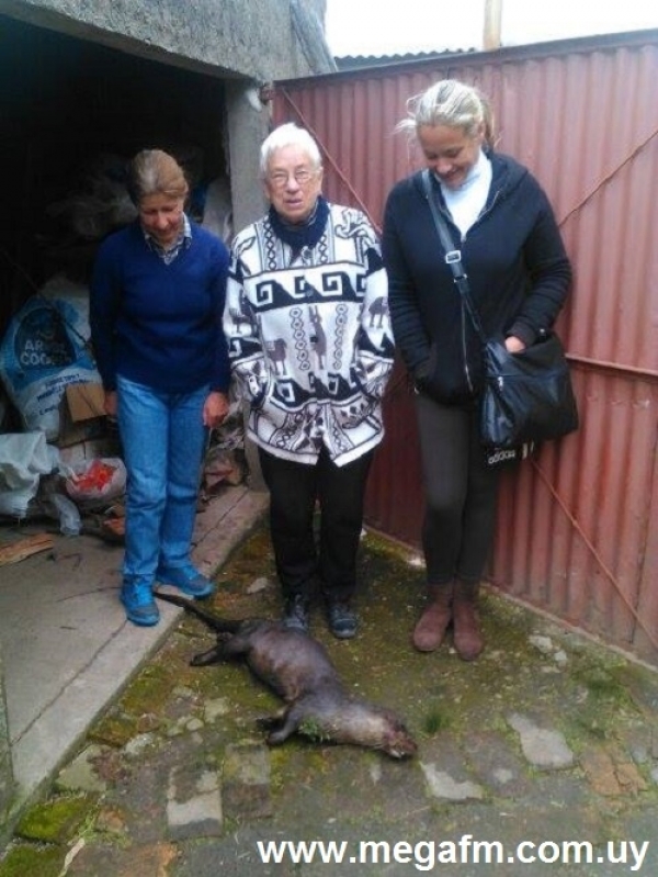 UN LOBO DE RIO FUE ENCONTRADO EN VERGARA A DOS CUADRAS DEL ARROYO PARAO