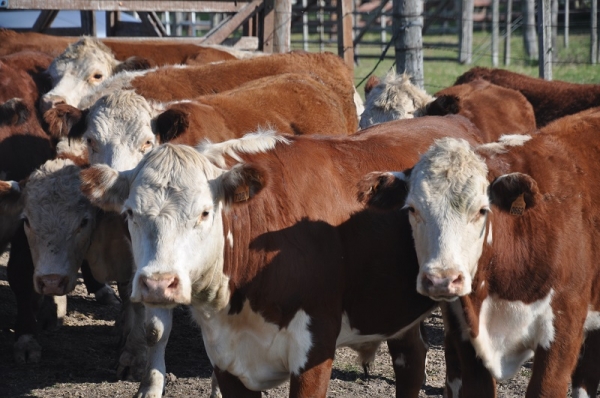 Declaraci&ograve;n Jurada anual DI.CO.SE en Treinta y Tres a&ntilde;o 2020