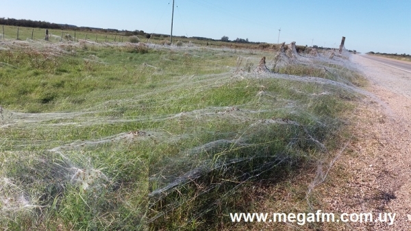 Nueva invasi&oacute;n de ara&ntilde;as en Ruta 18 proximidades a Vergara 1/05/16